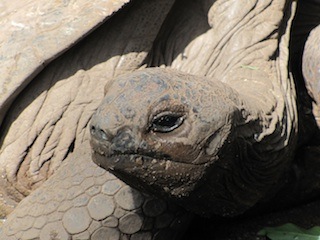 Frame from Theo Lipfert's film The Invasion of the Giant Tortoises