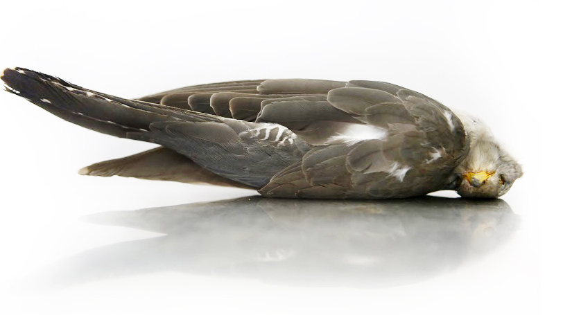 dead cuckoo