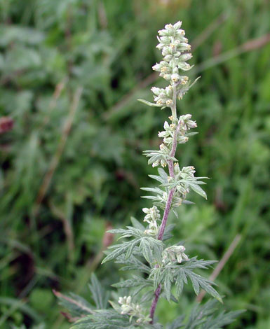 Artemisia Vulgaris