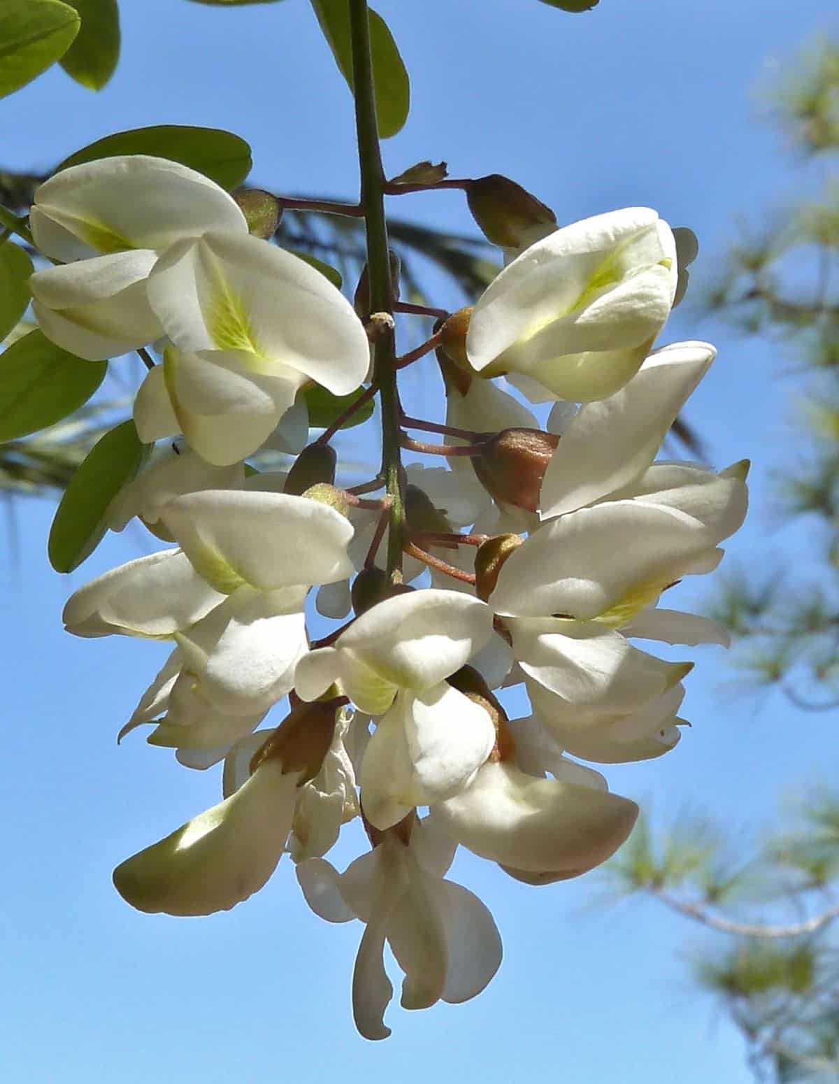 Robinia Pseudoacacia