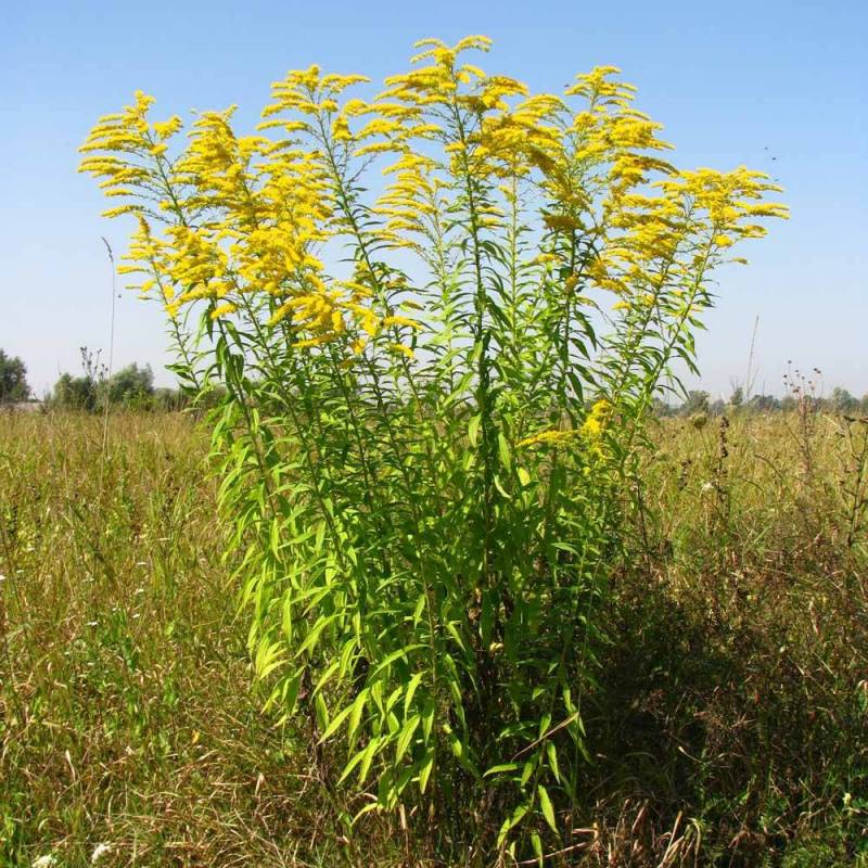 Solidago Canadensis